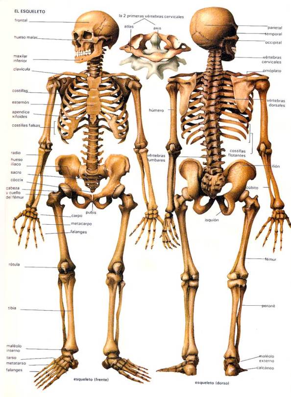 huesos-cuerpo-humano-esqueleto